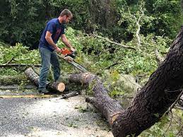 Seasonal Cleanup (Spring/Fall) in Centerville, MN