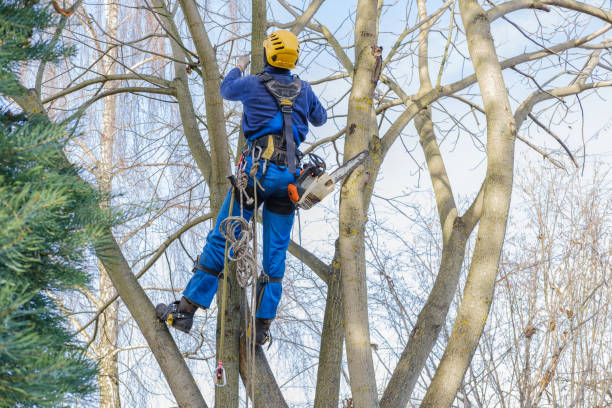 Trusted Centerville, MN Tree Services Experts